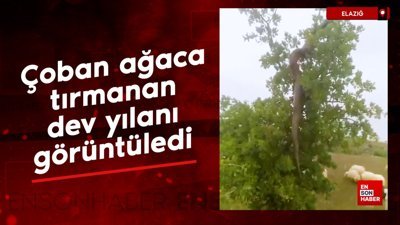Çoban ağaca tırmanan dev yılanı görüntüledi