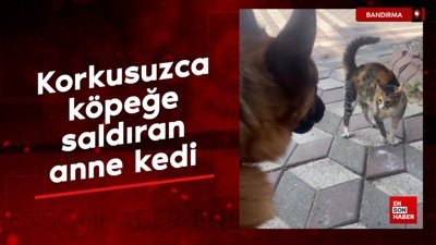 Korkusuzca köpeğe saldıran anne kedi