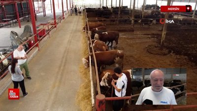 Mersin'de de kurbanlık satışları başladı, kıran kırana pazarlık