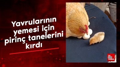 Yavrularının yemesi için pirinç tanelerini kıran anne tavuk