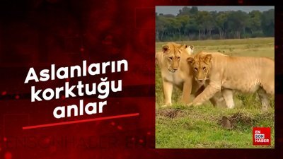 Aslanların korktuğu anlar