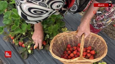 Bilecik'teki bir tarlada çilekler seç-al sloganıyla dalında uygun fiyatla satılıyor