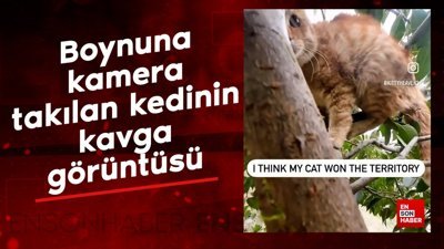 Boynuna kamera takılan kedinin kavga görüntüsü
