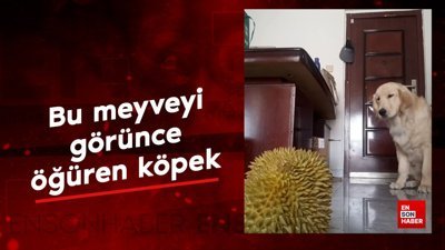 Bu meyveyi görünce midesi bulanan köpek