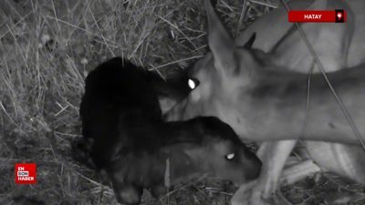 Hatay'da dağ ceylanı doğum yaptı