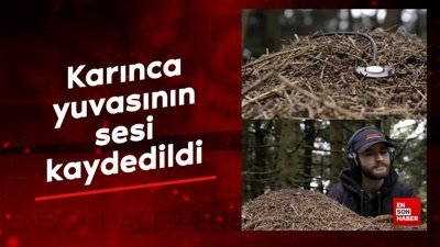 Karınca yuvasının sesi kaydedildi