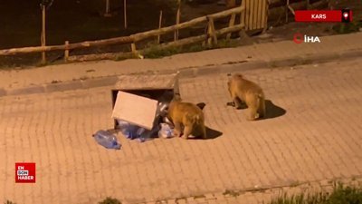 Kars'ta çöp konteynerinde yiyecek arayan bozayılar