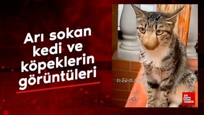 Arı sokan kedi ve köpeklerin görüntüleri