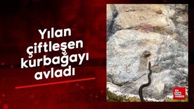 Yılan çiftleşen kurbağayı avladı