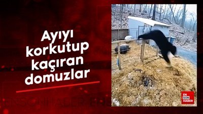 Ayıyı korkutup kaçıran domuzlar
