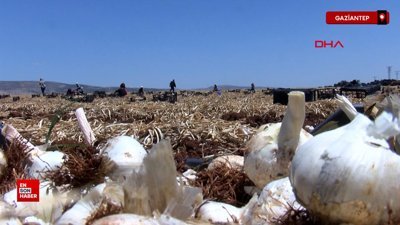 Gaziantep'te, 8 bin tarım işçisiyle sarımsak hasadı başladı