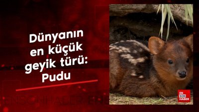 Dünyanın en küçük geyik türü: Pudu