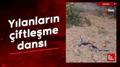 Adana'da yılanların çiftleşme dansı görüntülendi
