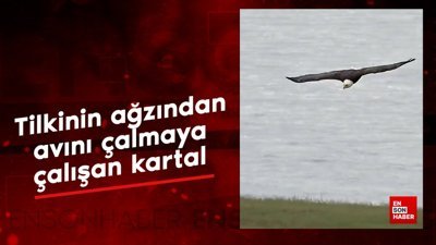 Kartal ile tilkinin av mücadelesi