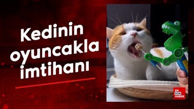 Kedinin oyuncakla imtihanı
