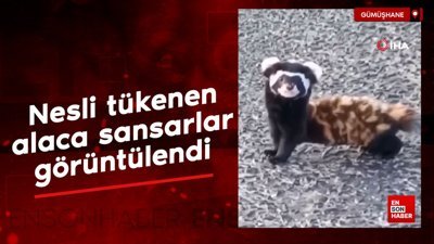 Gümüşhane'de nesli tükenmekte olan alaca sansarlar görüntülendi
