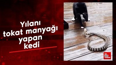 Yılanı tokat manyağı yapan kedi