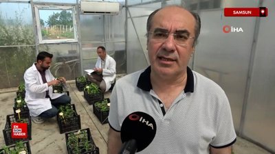 Yüksek sıcaklık ve kuraklık stresine dayanıklı biberler geliyor