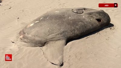 2 metrelik kapüşonlu güneş balığı Oregon'da kıyıya vurdu