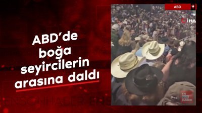 ABD'de boğa seyircilerin arasına daldı