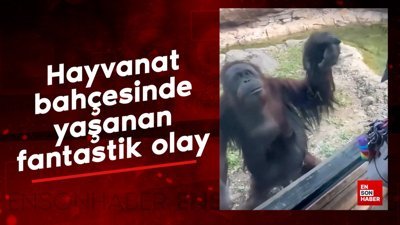 Hayvanat bahçesinde yaşanan fantastik olay