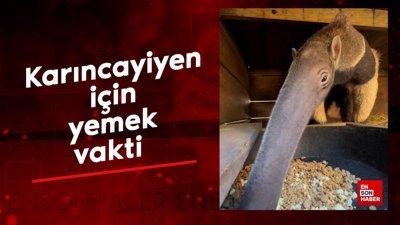Karıncayiyen için yemek vakti