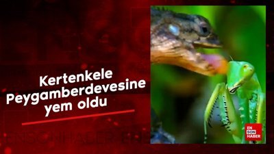 Kertenkelenin peygamberdevesi avı kötü sonuçlandı