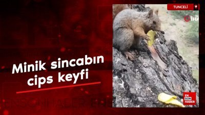 Minik sincabın cips keyfi