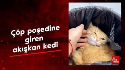 Çöp poşedine giren akışkan kedi