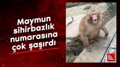 Maymun sihirbazlık numarasına çok şaşırdı
