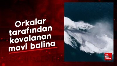 Orkalar tarafından kovalanan mavi balina