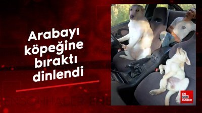Arabayı köpeği kullandı sahibi dinlendi