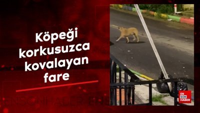 Köpeği korkusuzca kovalayan fare