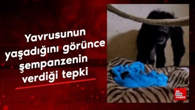 Ölü doğan yavrusunun yaşadığını görünce şempanzenin verdiği tepki