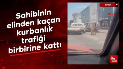 Bursa'da sahibinin elinden kaçan kurbanlık, trafiği birbirine kattı