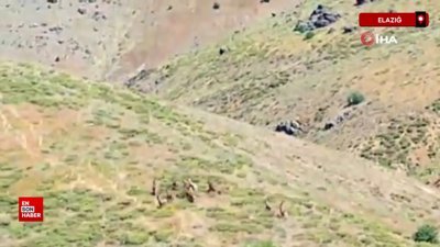 Elazığ'da koruma altında bulunan çengel boynuzlu dağ keçileri görüntülendi