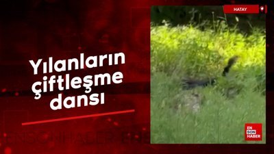 Hatay'da yılanların çiftleşme dansı