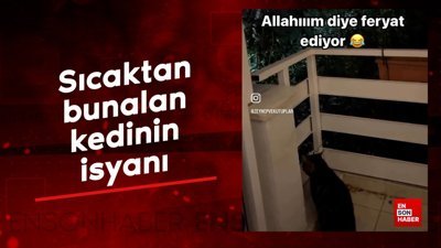 Sıcaktan bunalan kedinin isyanı