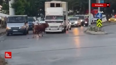 Firari kurbanlıklar: Kurbanını elinden kaçıranlar zor anlar yaşadı