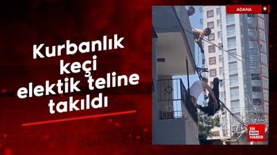 Adana'da kurbanlık keçi elektik teline takıldı