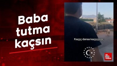 Kaçak kurbanlık danayı gören vatandaş: Baba tutma kaçsın
