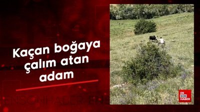 Kaçan boğaya çalım atan adam