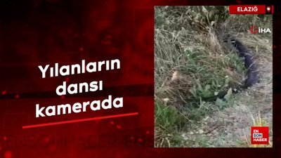 Elazığ'da yılanların dansı kamerada
