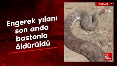 Hakkari'de engerek yılanı son anda bastonla öldürüldü
