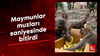 Tayland'da maymunlar muzları saniyesinde bitirdi