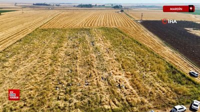 Mardin'de satamadığı soğanı hayrına dağıttı
