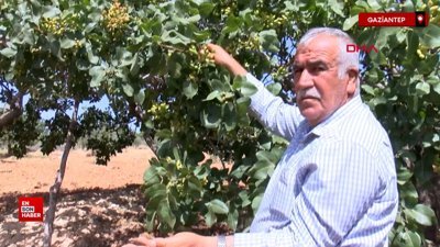 400 bin ton rekolte beklenen Antep fıstığında beyaz sinek endişesi