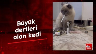 Büyük dertleri olan kedi