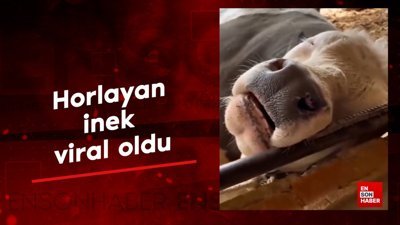 Horlayan inek viral oldu