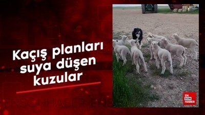 Kaçış planları suya düşen kuzular
